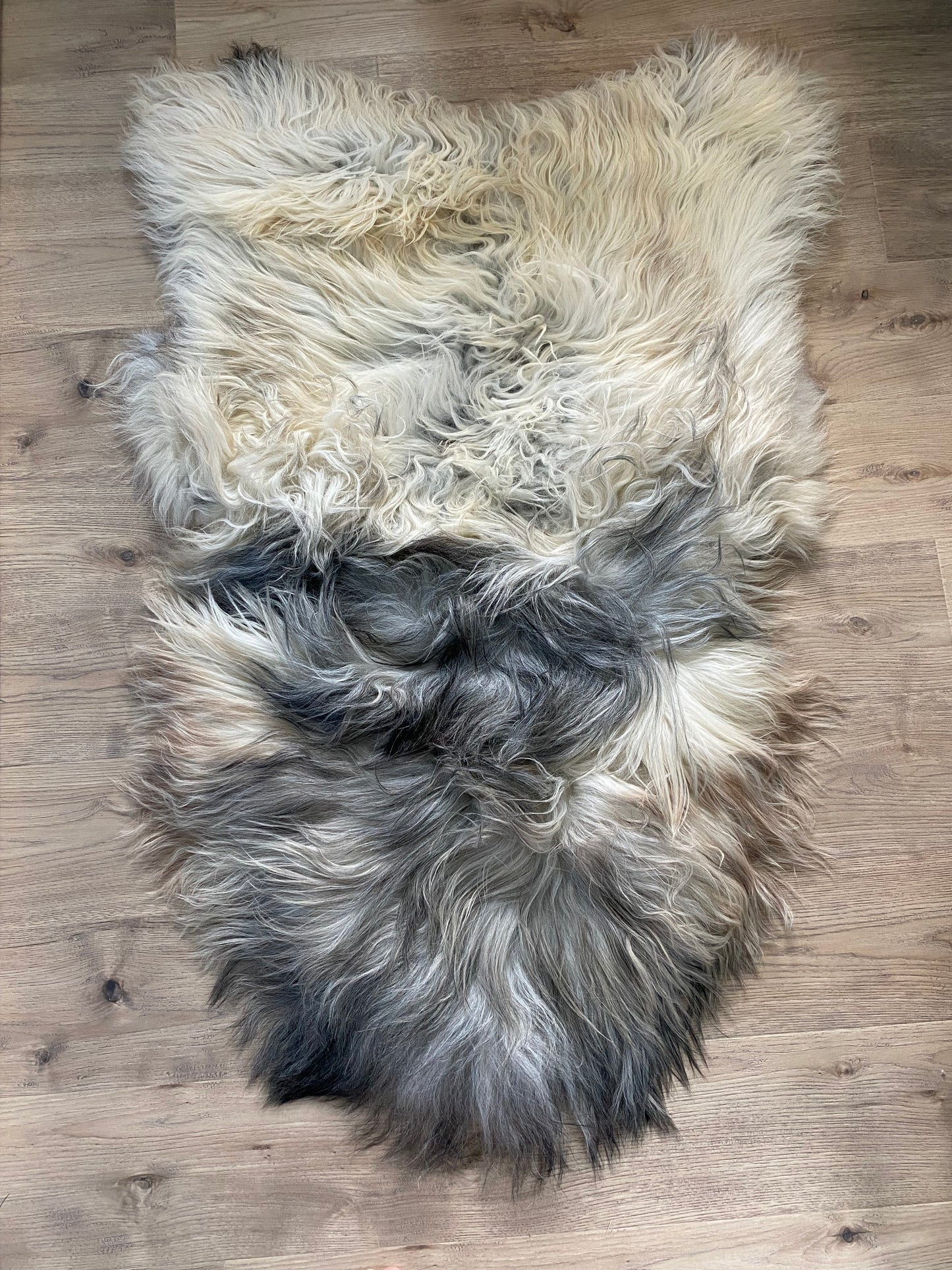 The Great Silverback Giant Icelandic Sheepskin
