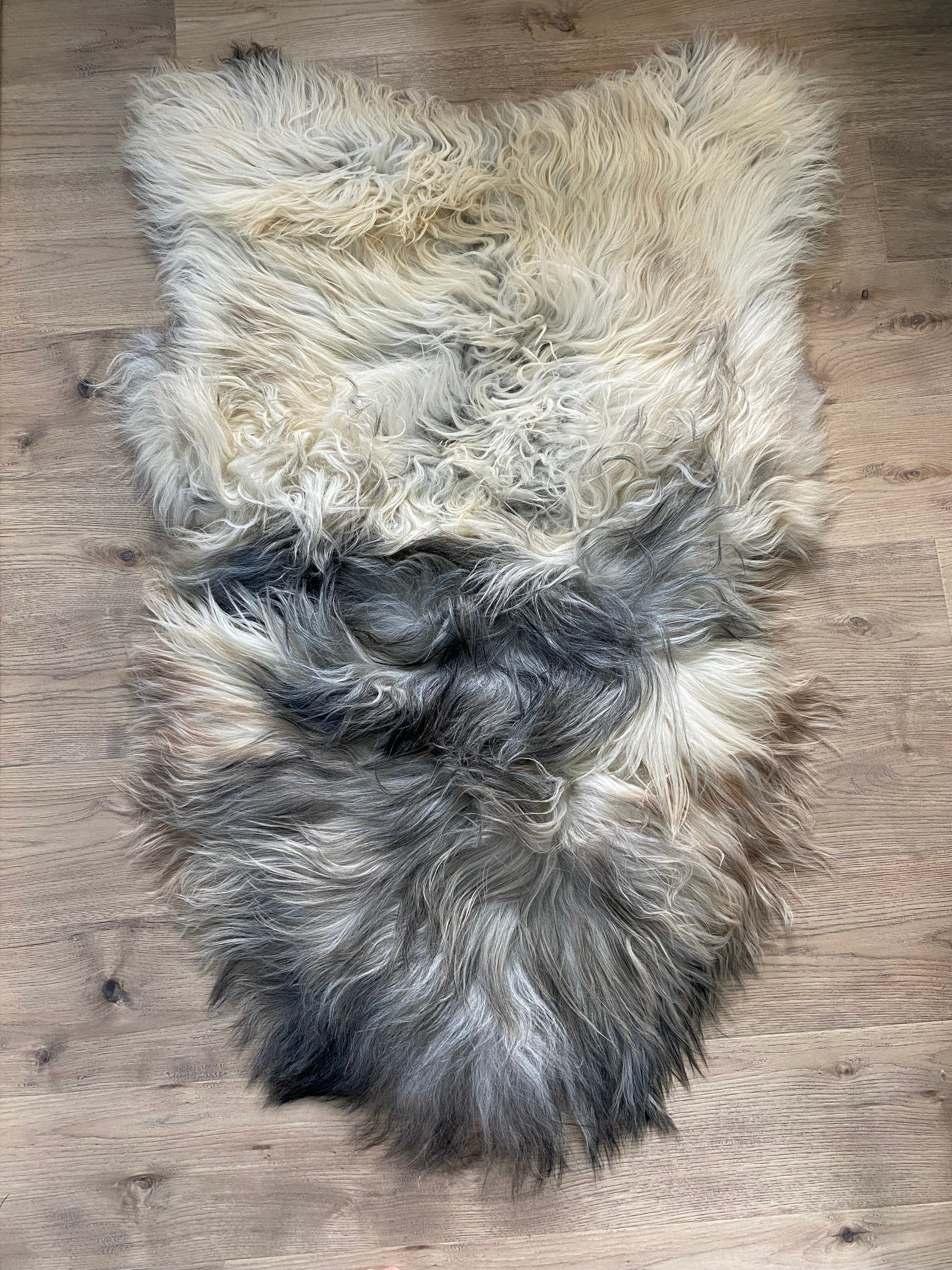 The Great Silverback Giant Icelandic Sheepskin