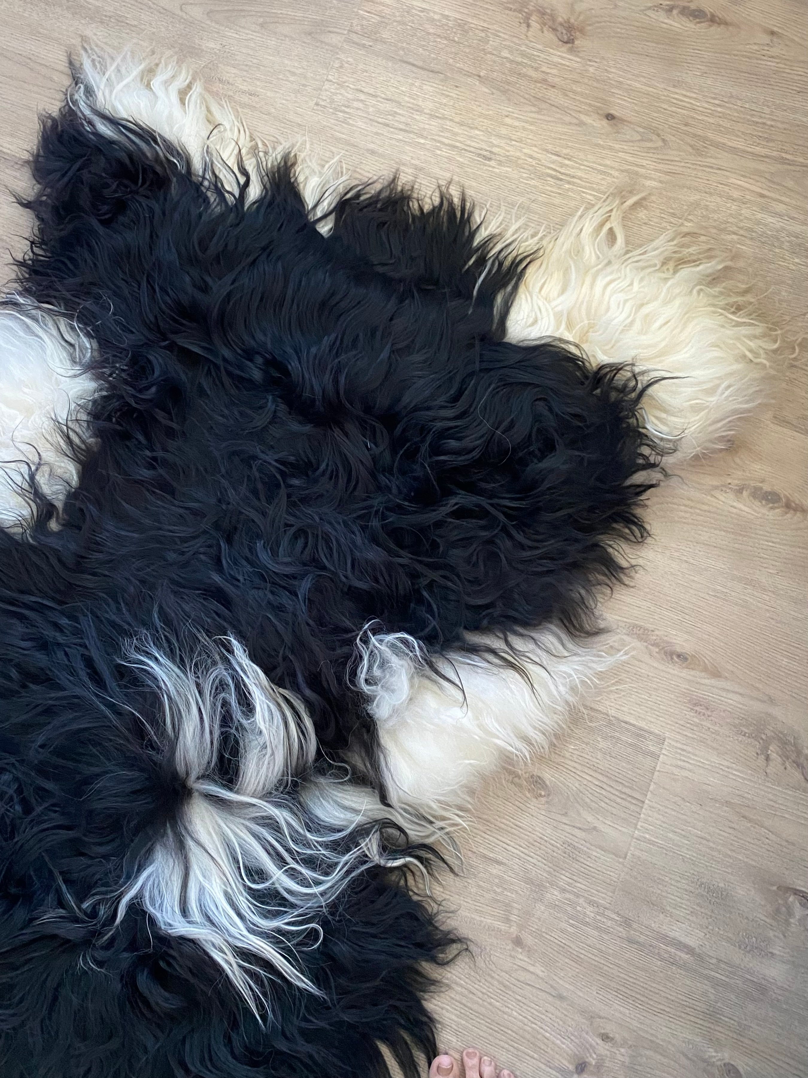 True Black Piebald Icelandic Sheepskin