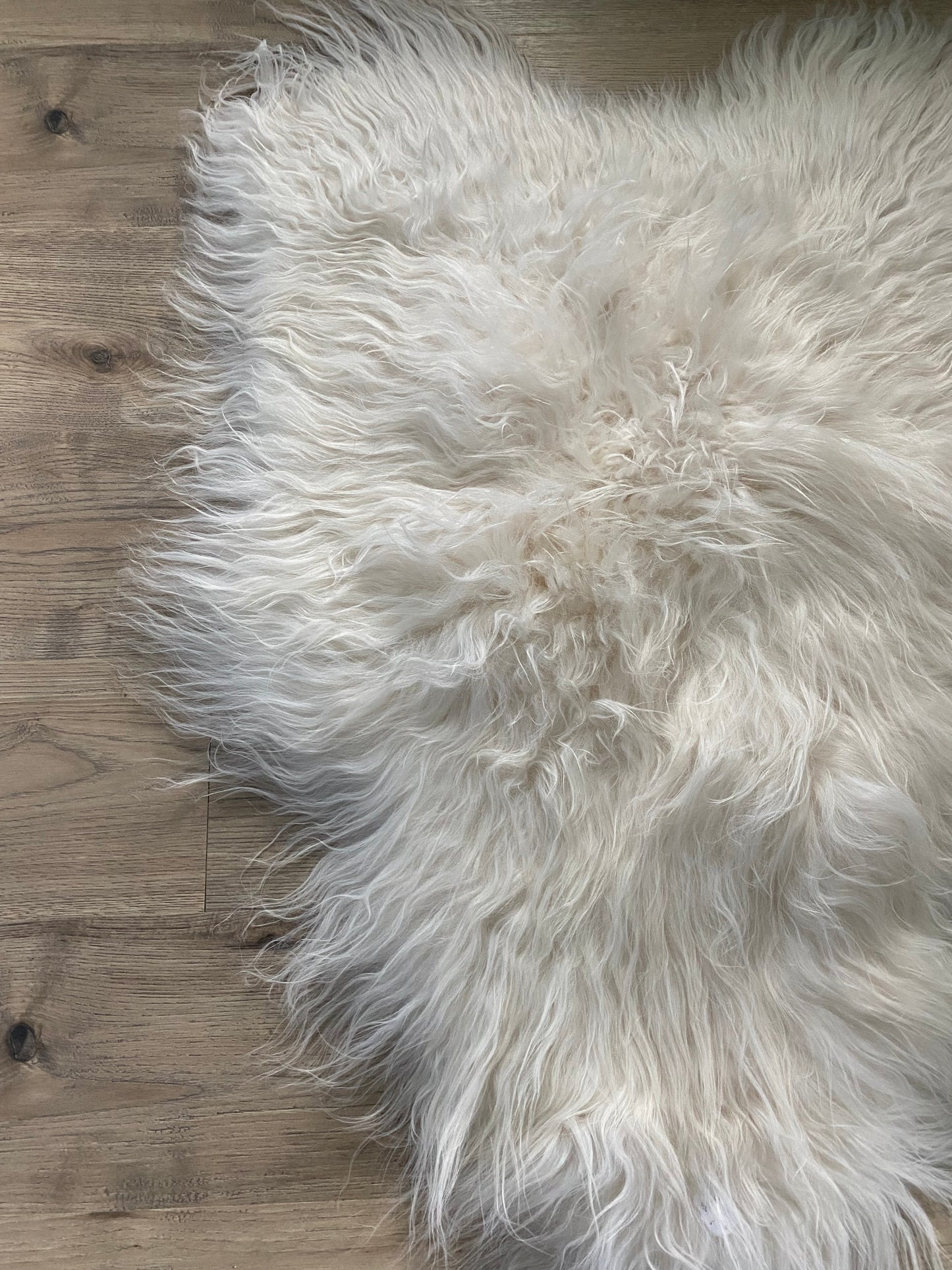 Real Icelandic Sheepskin White With Just a Little Bit of Cream