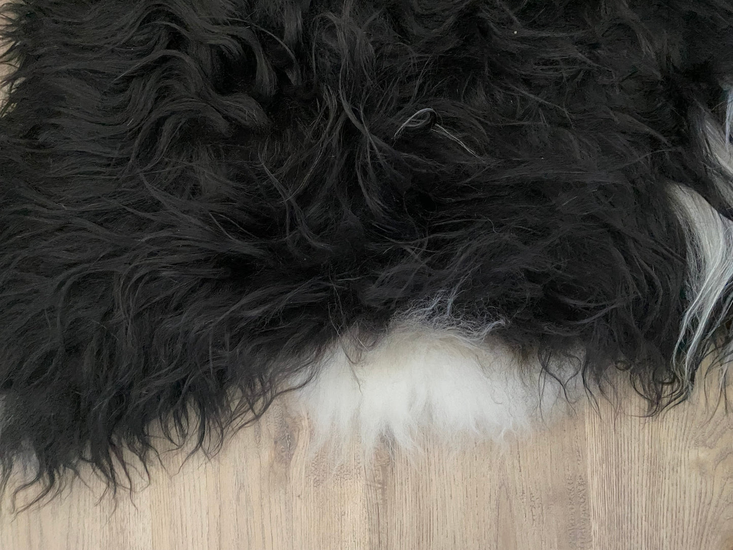 Everyone Loves A Piebald Icelandic Sheepskin