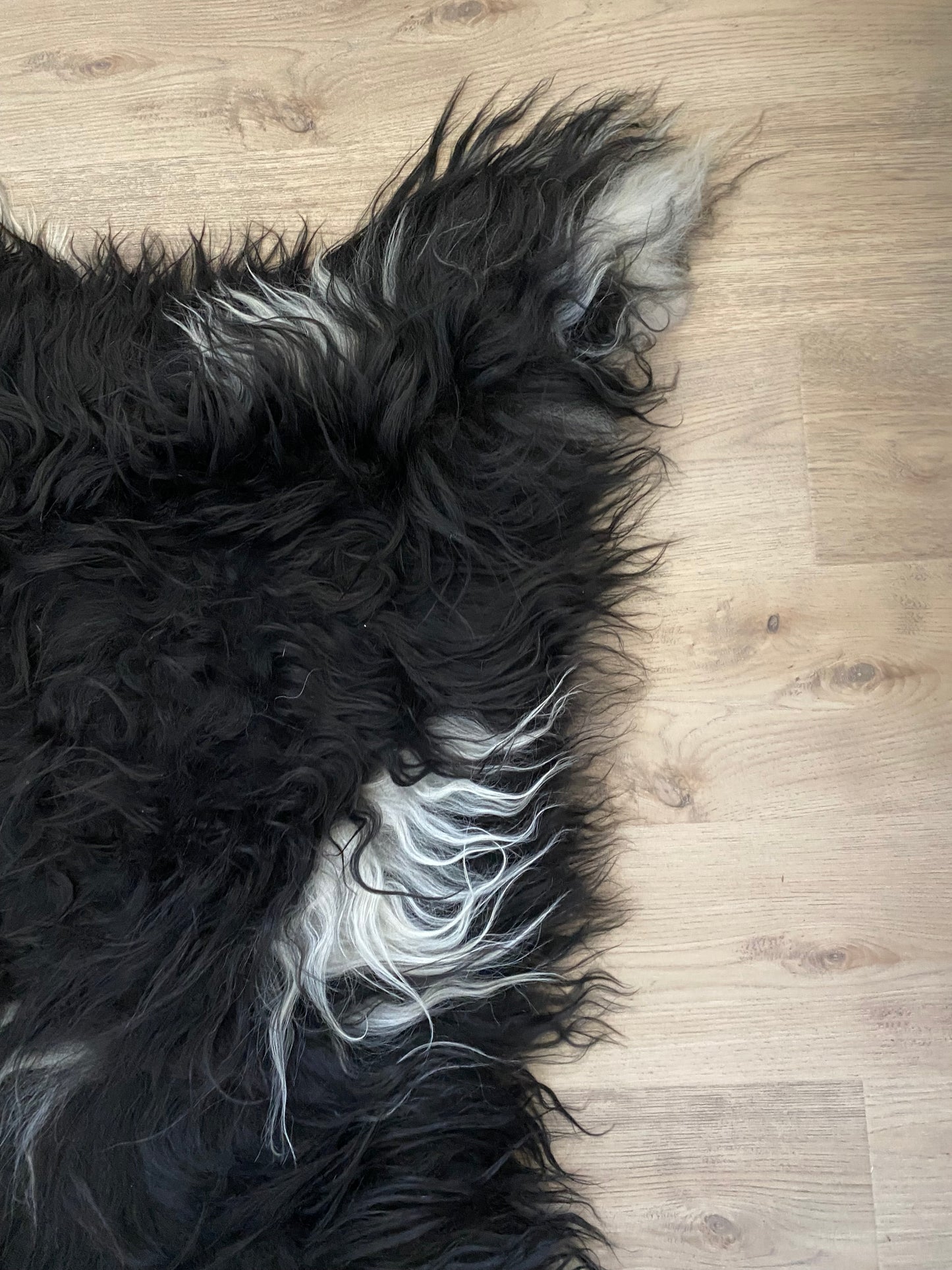 Everyone Loves A Piebald Icelandic Sheepskin