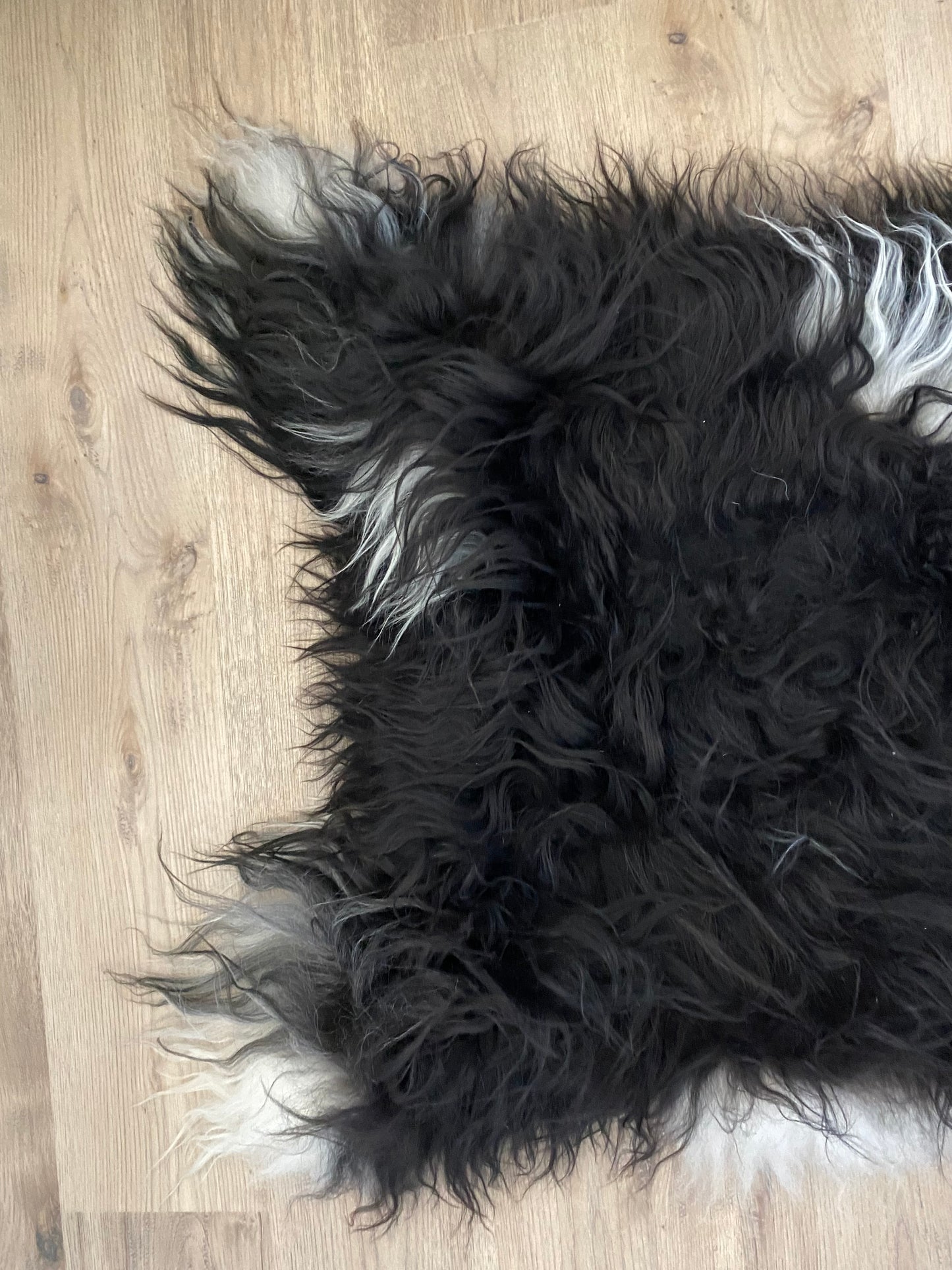 Everyone Loves A Piebald Icelandic Sheepskin