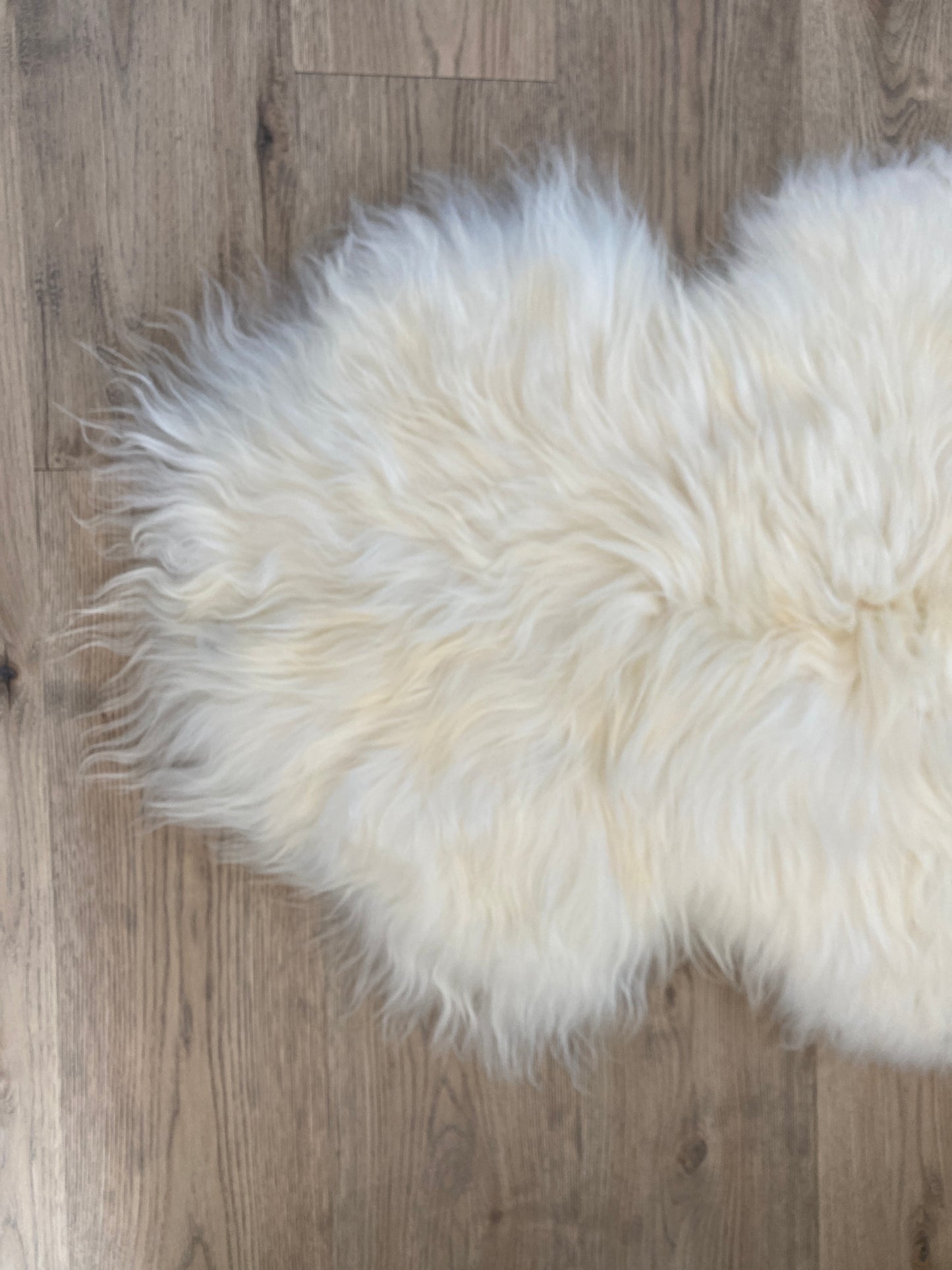 There's Always a Place for The  Classics White Genuine Icelandic Sheepskin