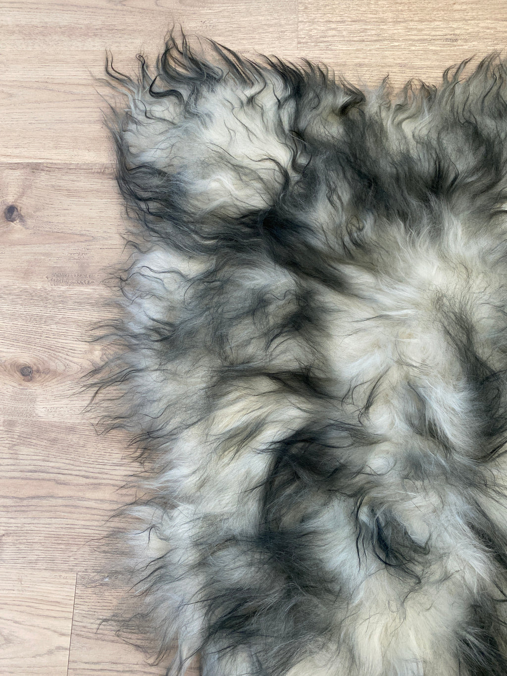 Where Have You Been All My Life?! Black Tipped Icelandic Sheepskin
