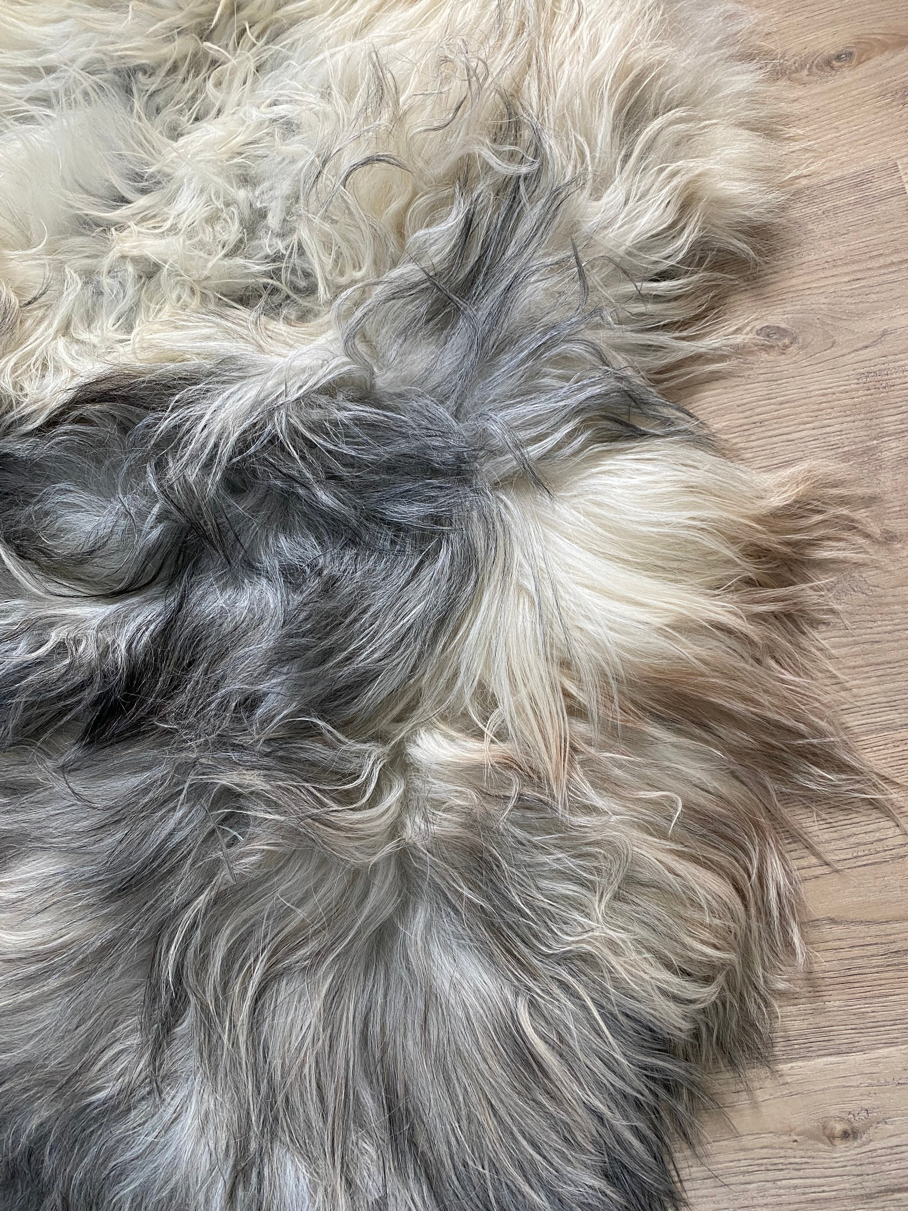 The Great Silverback Giant Icelandic Sheepskin