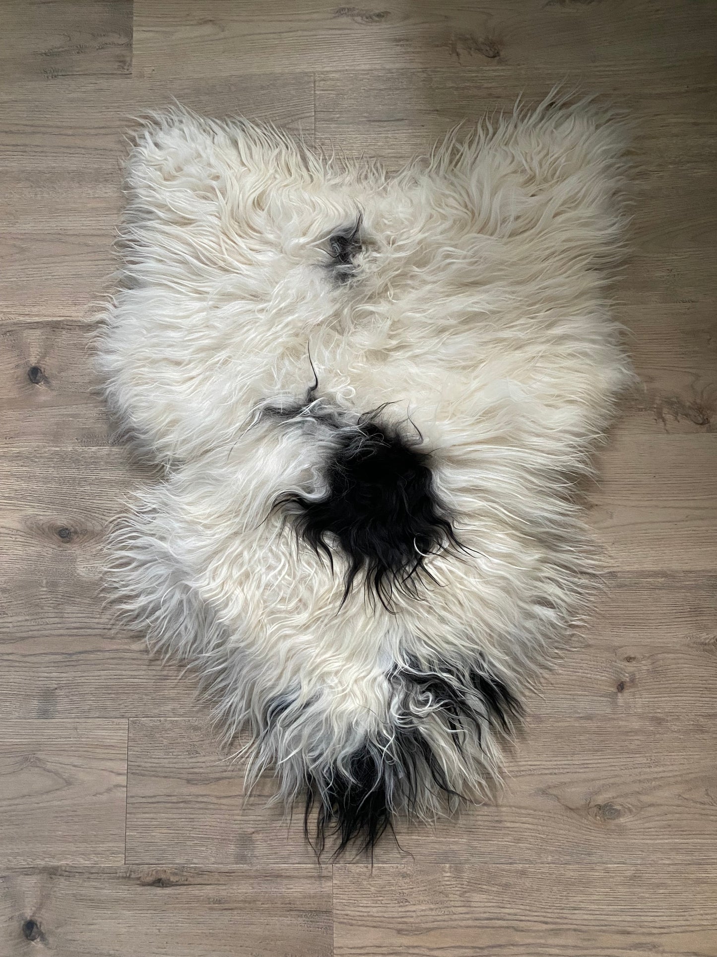 Spotted Real Icelandic Piebald Sheepskin