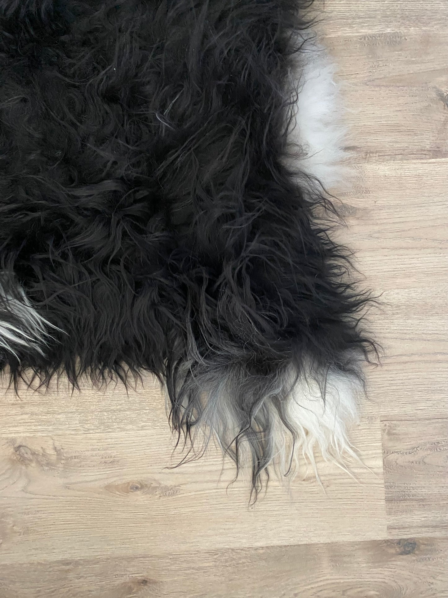 Everyone Loves A Piebald Icelandic Sheepskin
