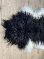 Piebald Perfection