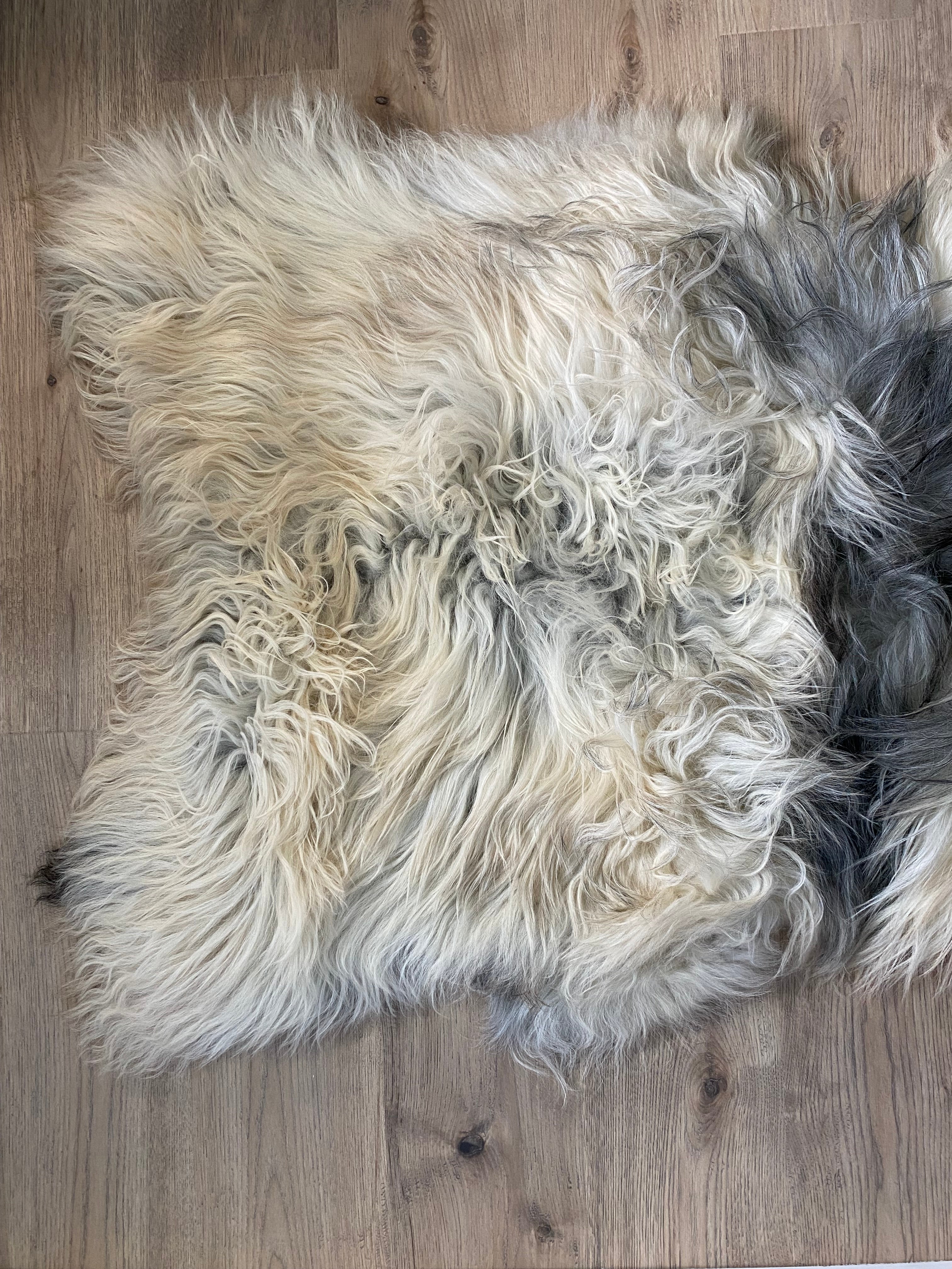 The Great Silverback Giant Icelandic Sheepskin