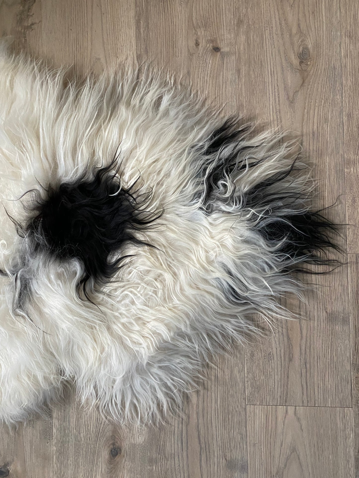 Spotted Real Icelandic Piebald Sheepskin