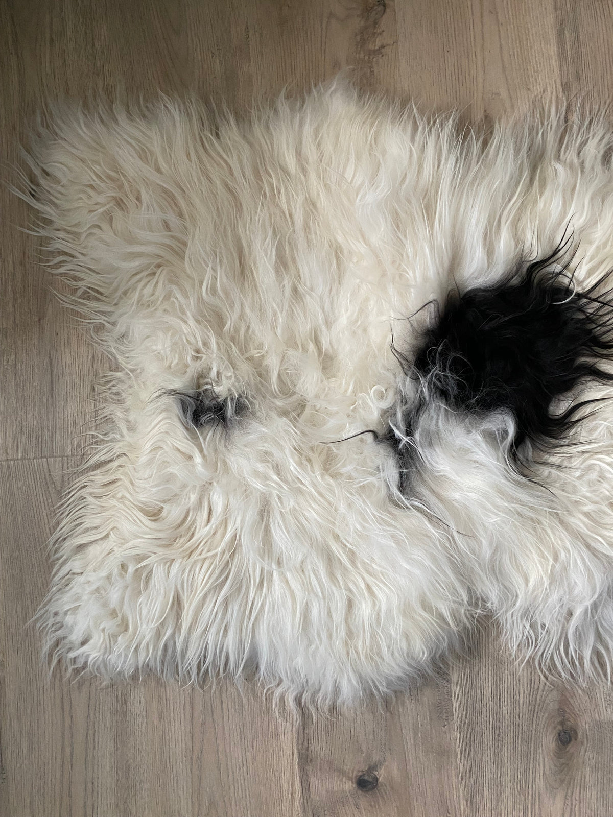 Spotted Real Icelandic Piebald Sheepskin