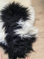 Piebald Perfection