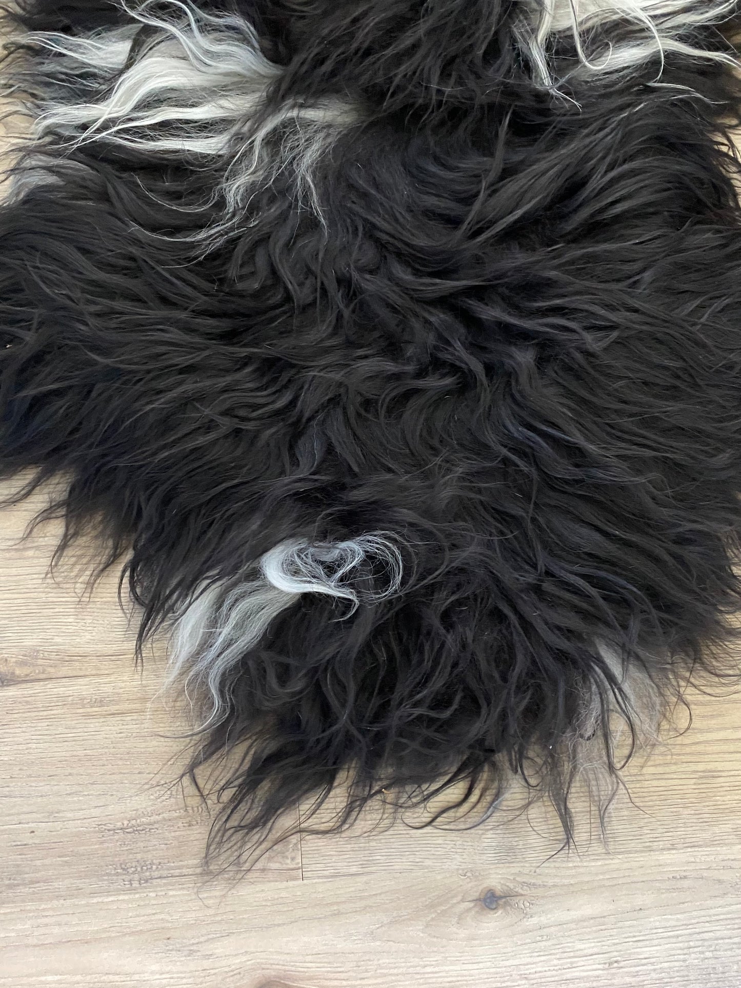 Everyone Loves A Piebald Icelandic Sheepskin