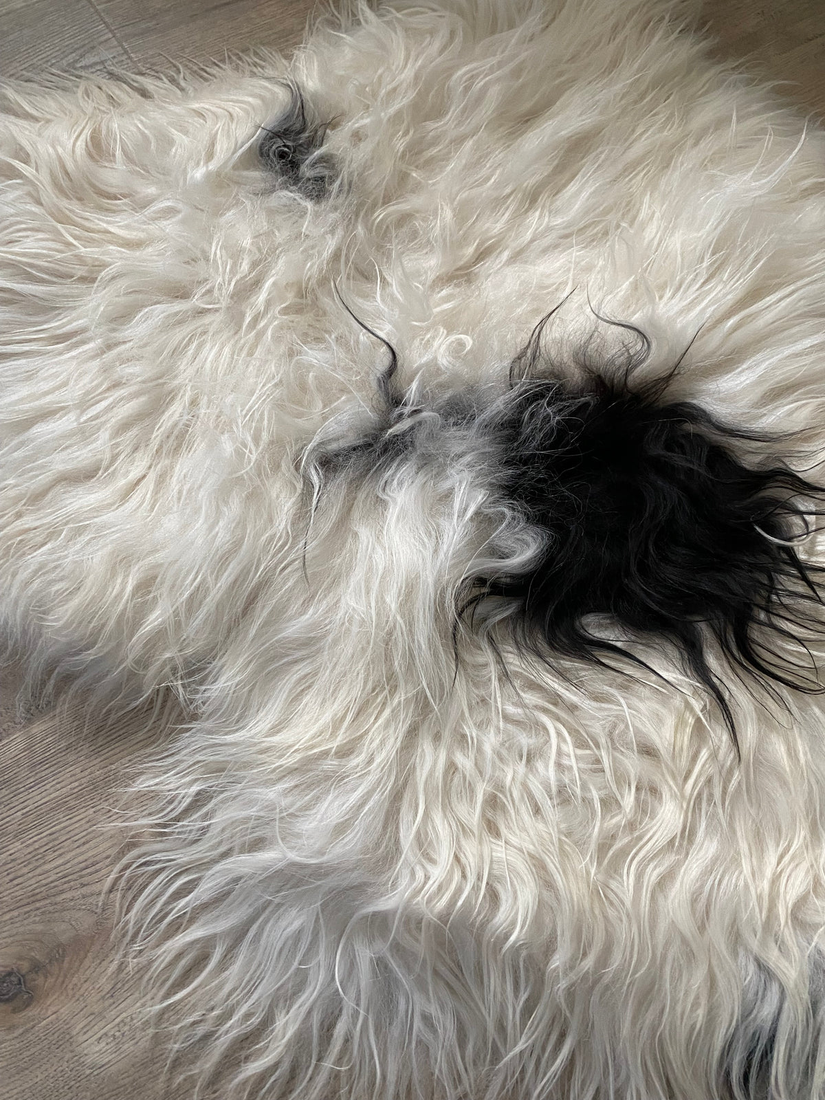 Spotted Real Icelandic Piebald Sheepskin