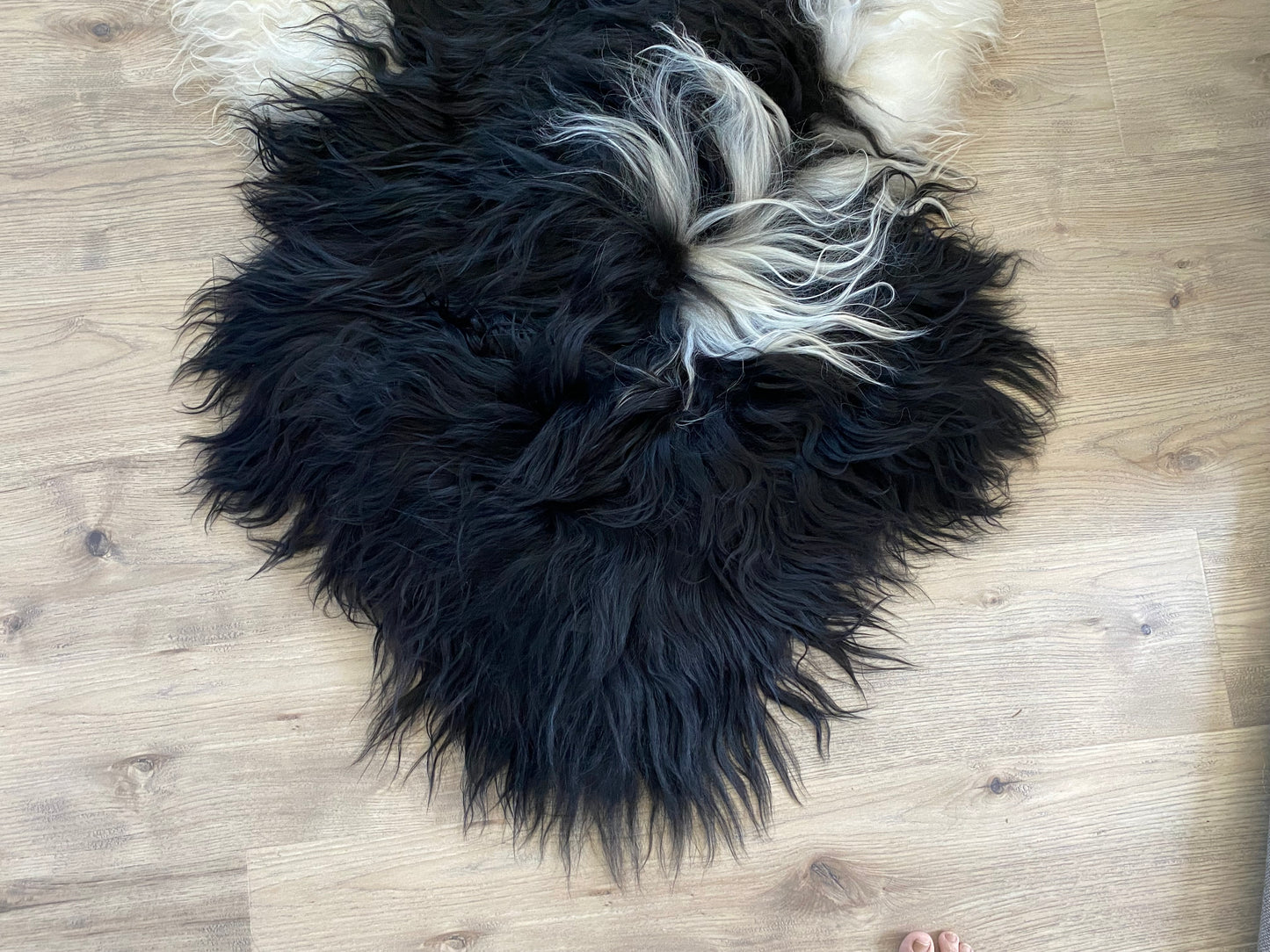 True Black Piebald Icelandic Sheepskin