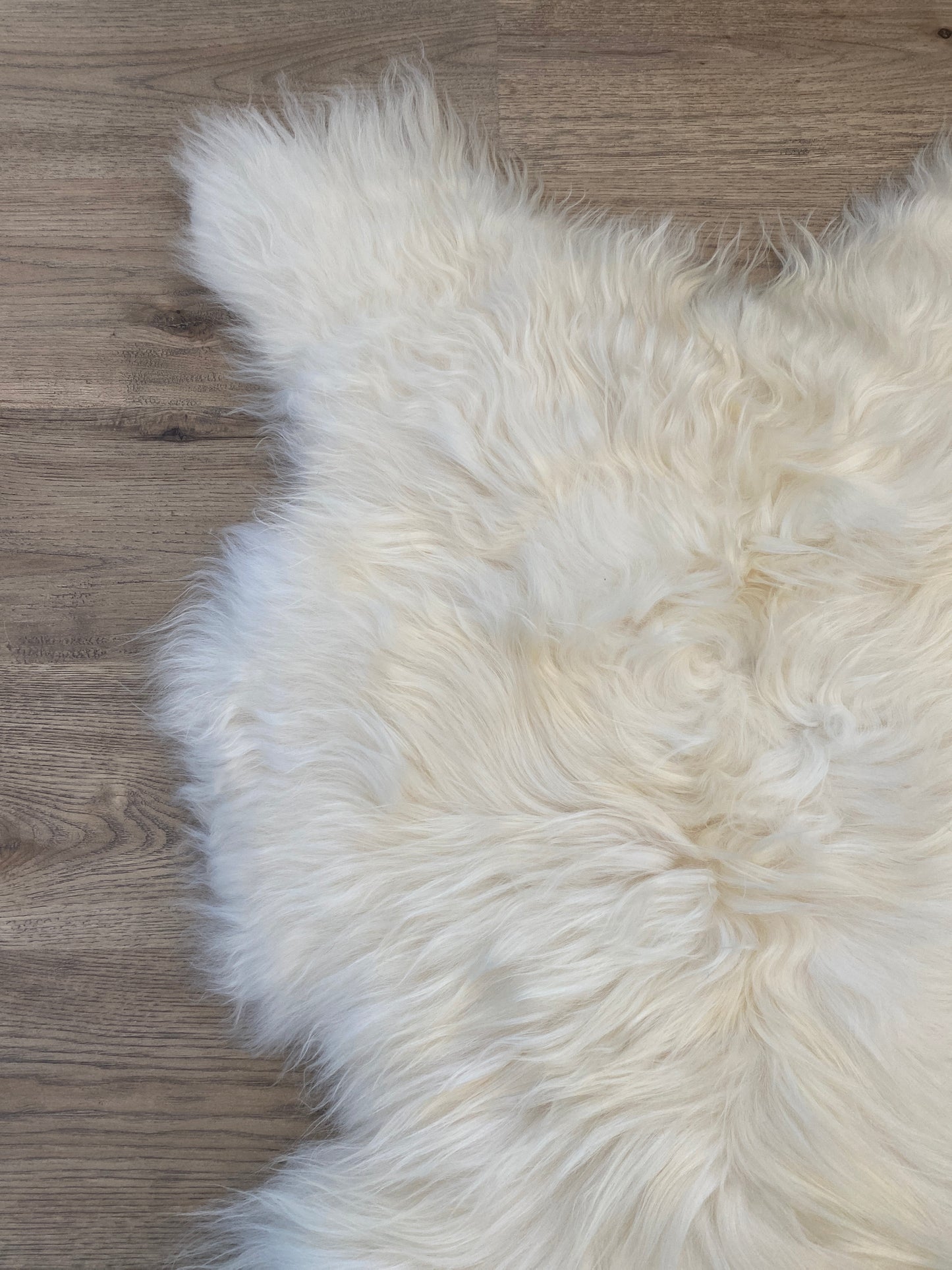 There's Always a Place for The  Classics White Genuine Icelandic Sheepskin
