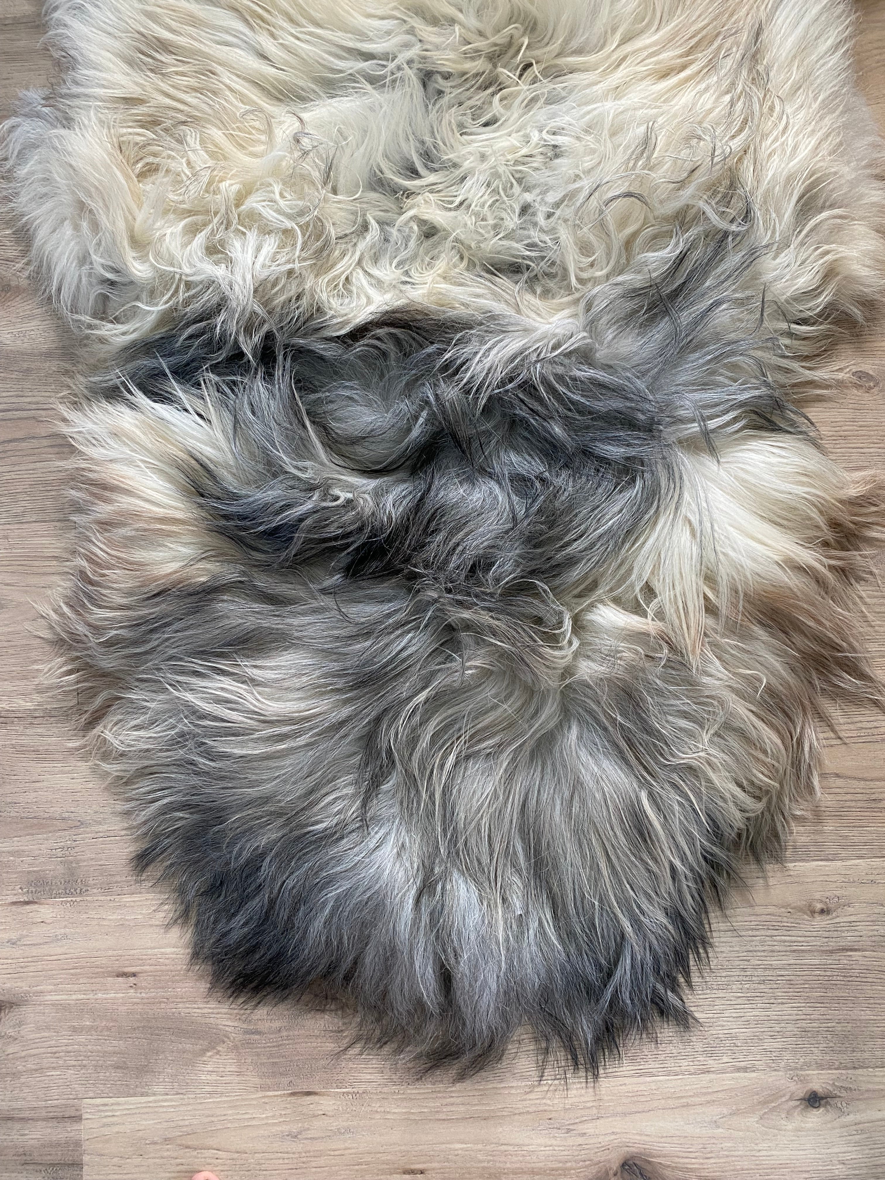 The Great Silverback Giant Icelandic Sheepskin
