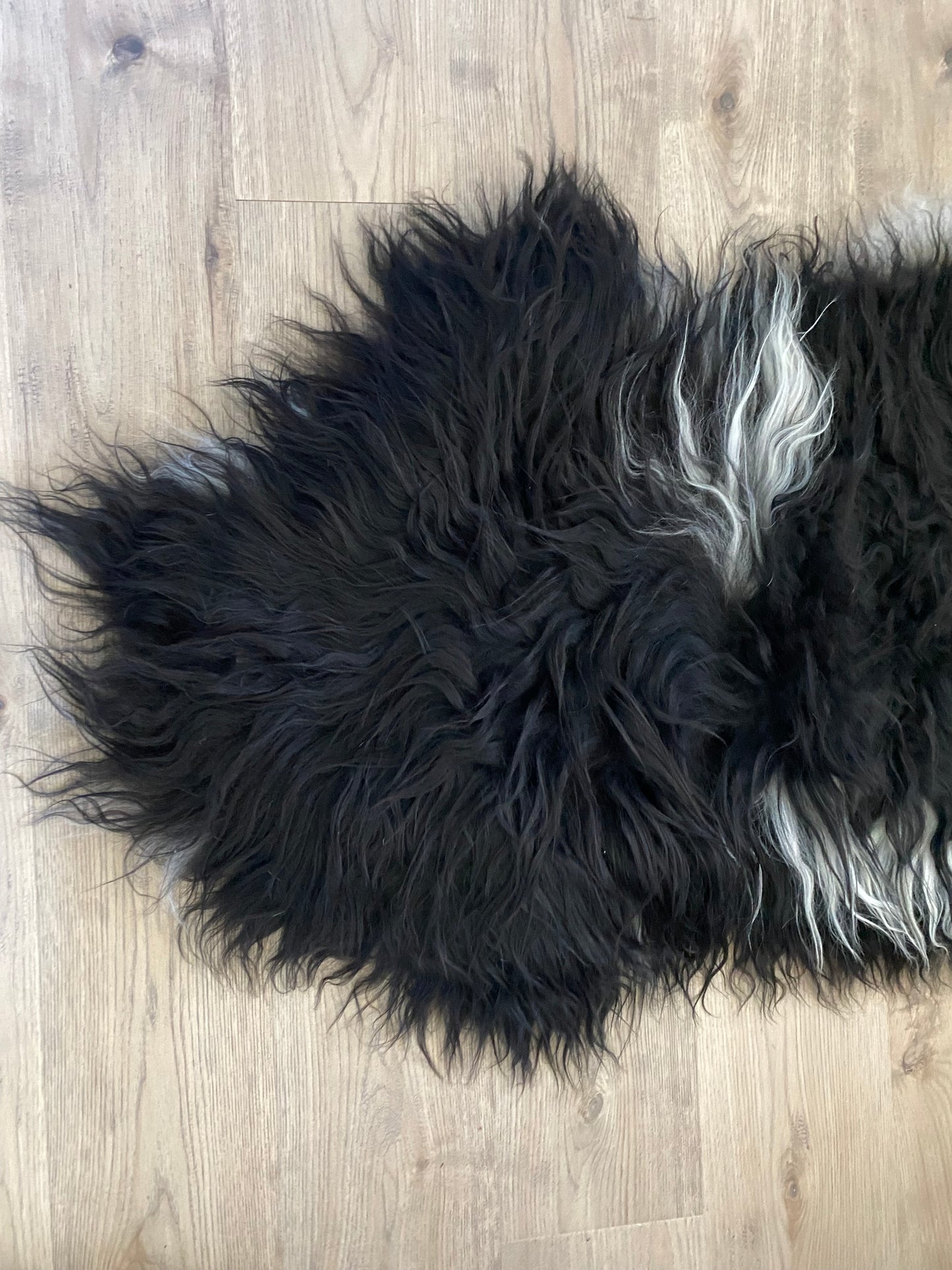 Everyone Loves A Piebald Icelandic Sheepskin