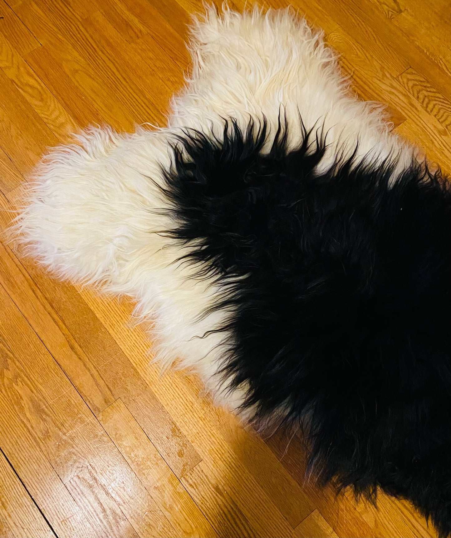 Extra Large Piebald Icelandic Sheepskin