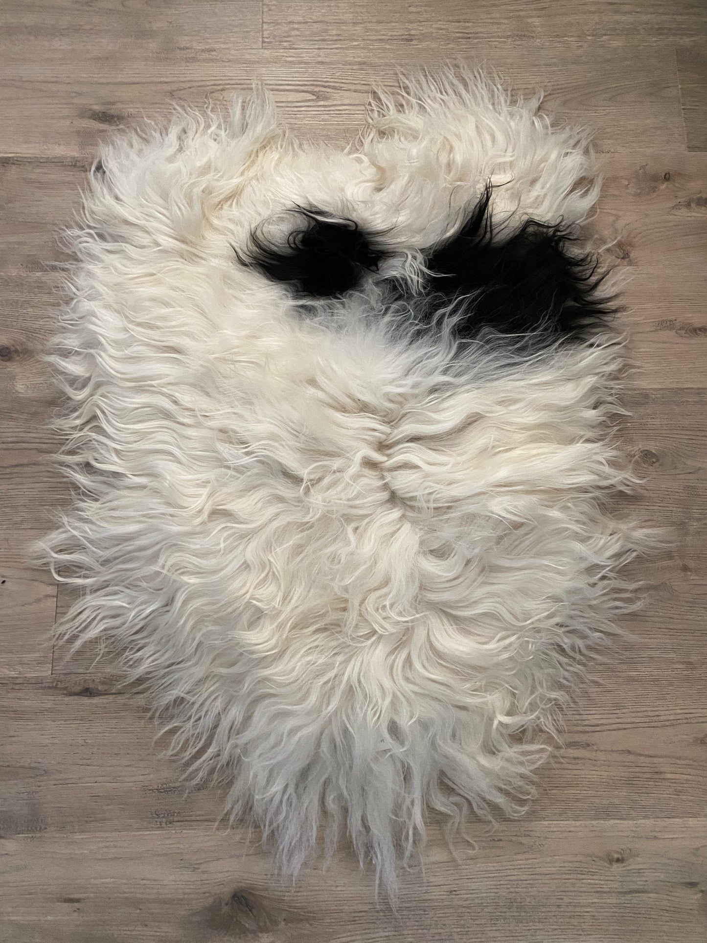 Real Icelandic Spotted , Sheepskin Piebald