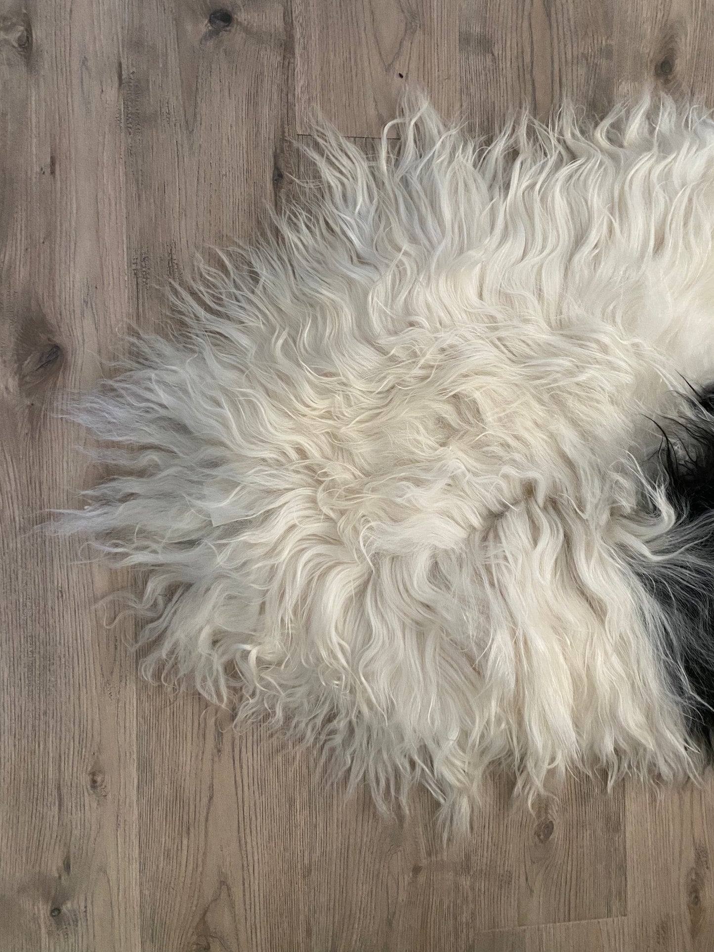 Real Icelandic Spotted , Sheepskin Piebald
