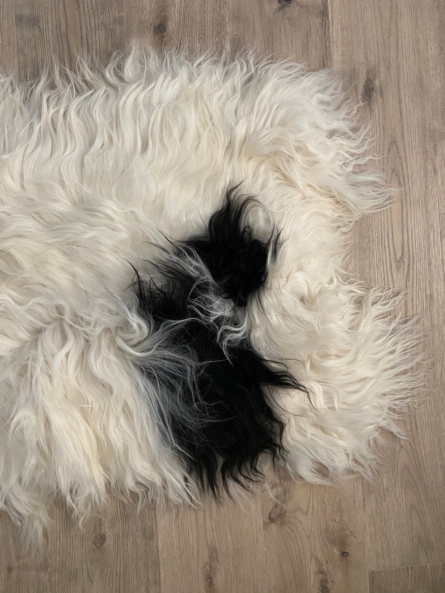 Real Icelandic Spotted , Sheepskin Piebald