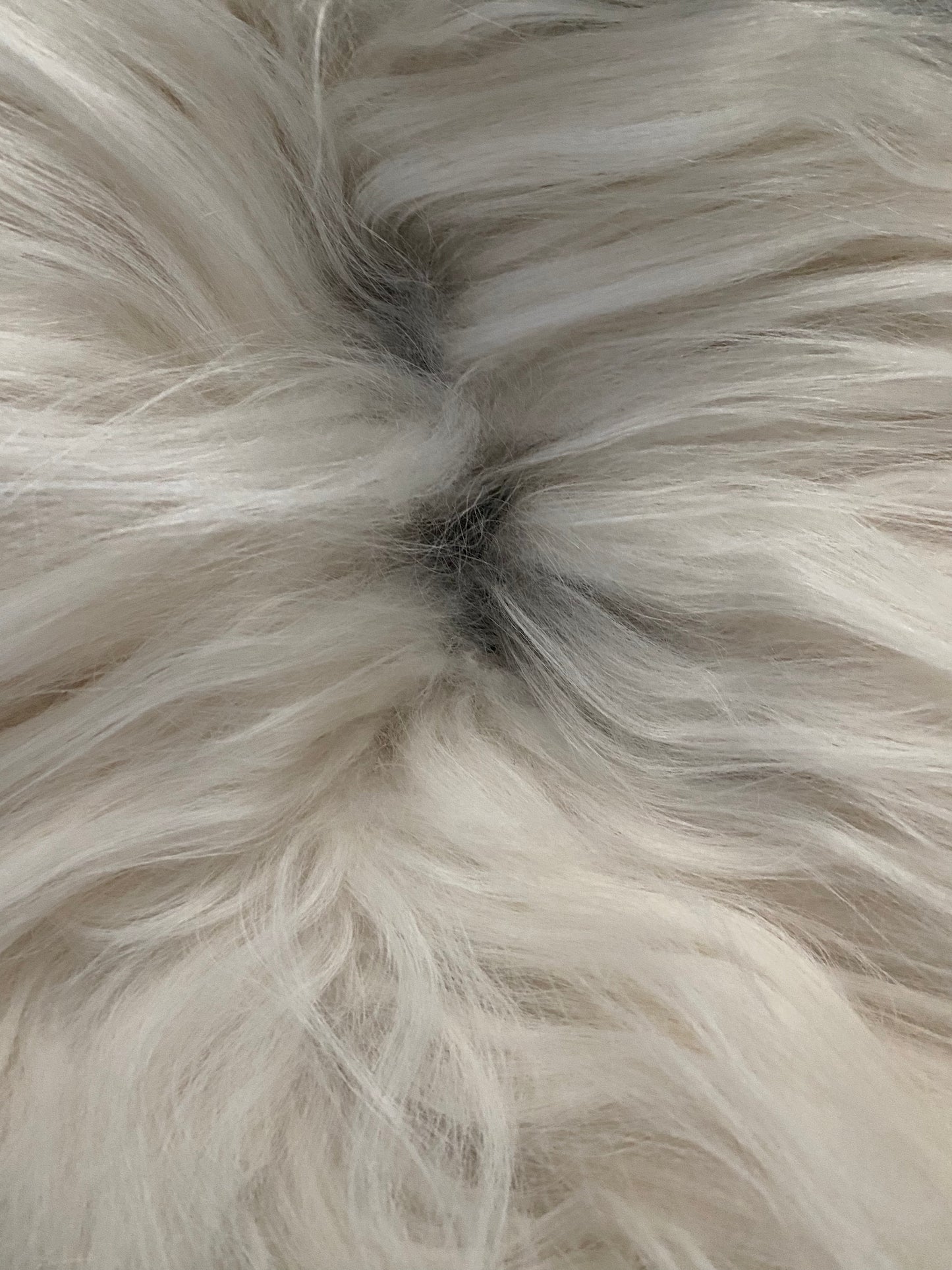 Real Icelandic Spotted , Sheepskin Piebald