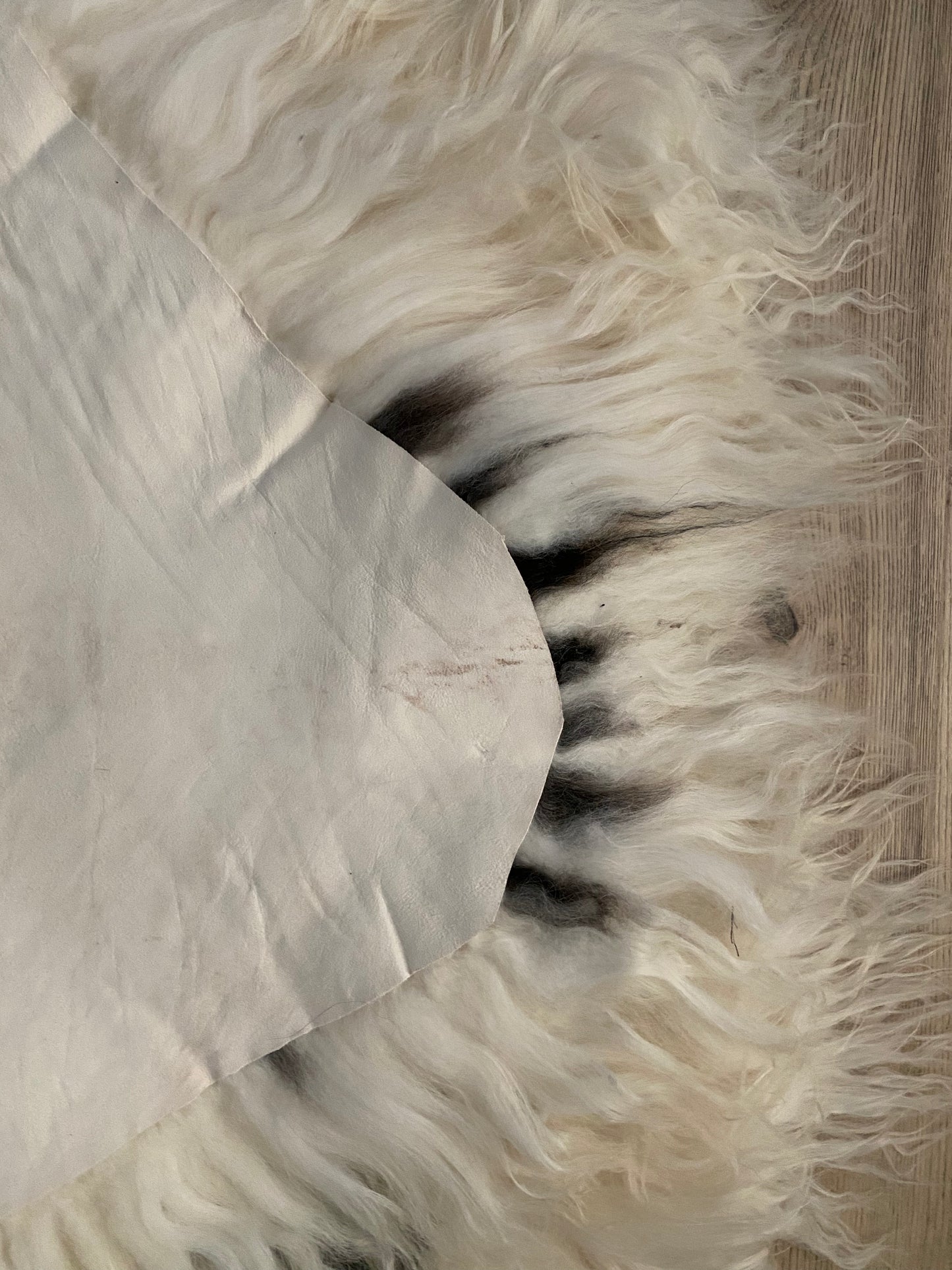 Real Icelandic Spotted , Sheepskin Piebald
