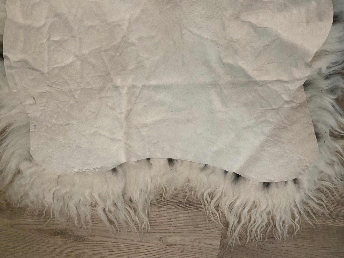 Real Icelandic Spotted , Sheepskin Piebald