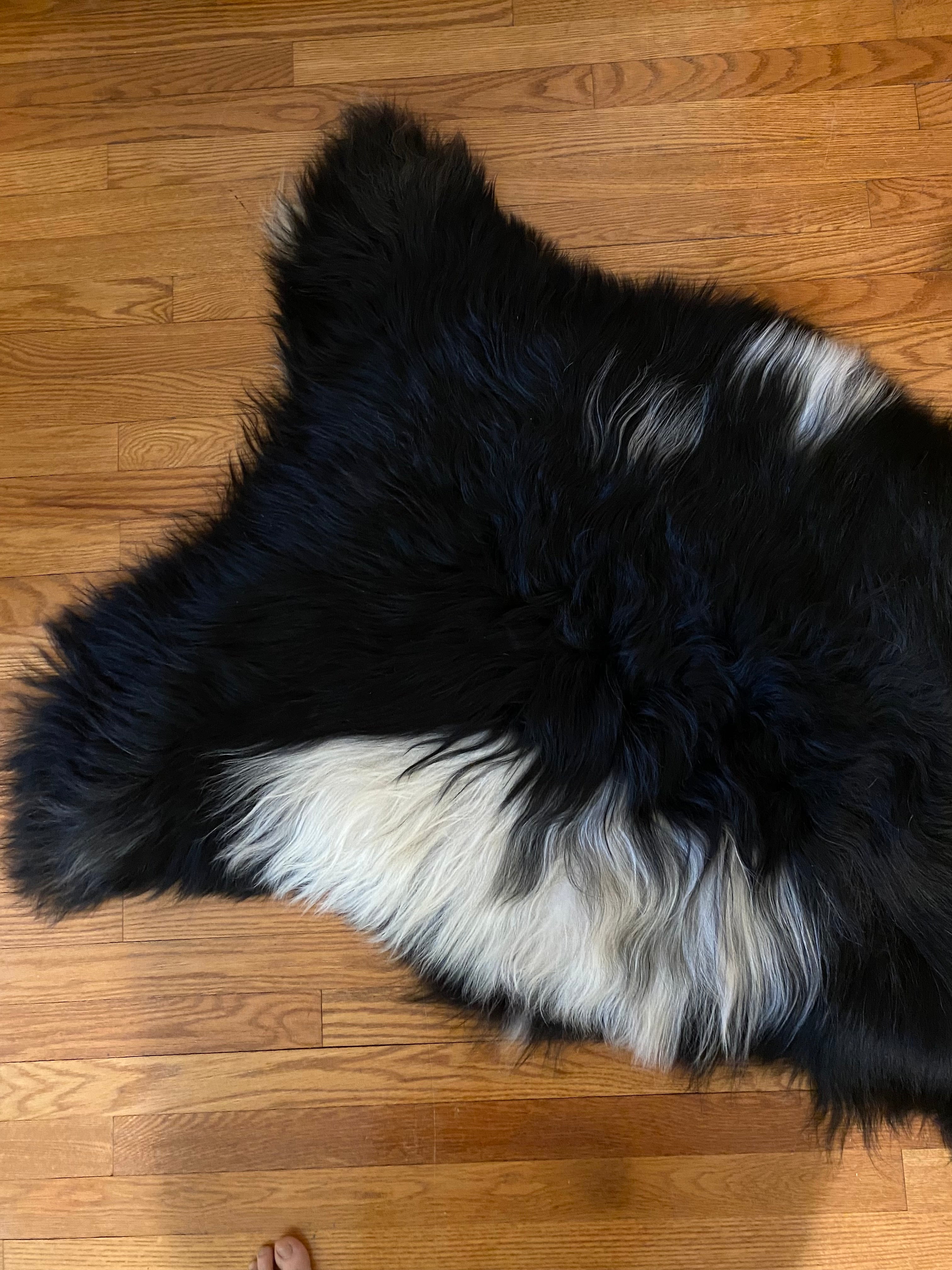 Giant Snuggle Spotted Icelandic Sheepskin